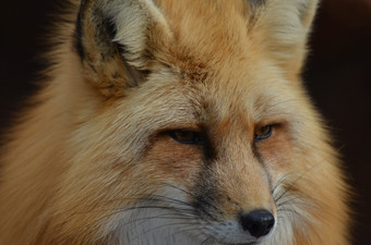 美丽的脸红色的狐狸关闭和个人