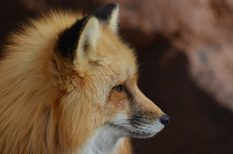 美丽的配置文件红色的狐狸与尖尖的鼻子