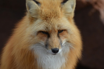 美丽的脸红色的<strong>狐狸</strong>关闭和个人
