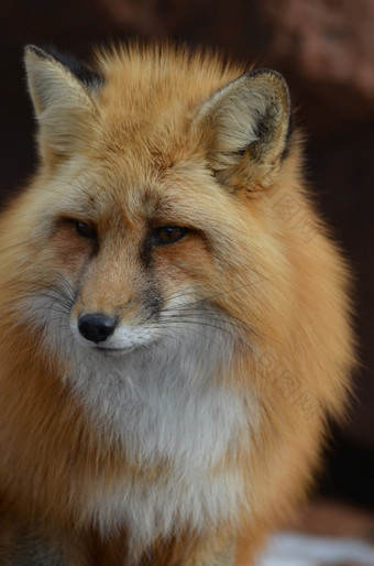华丽的红色的狐狸看走了与遥远的看