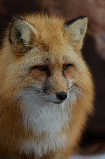 华丽的毛茸茸的红色的狐狸的野生