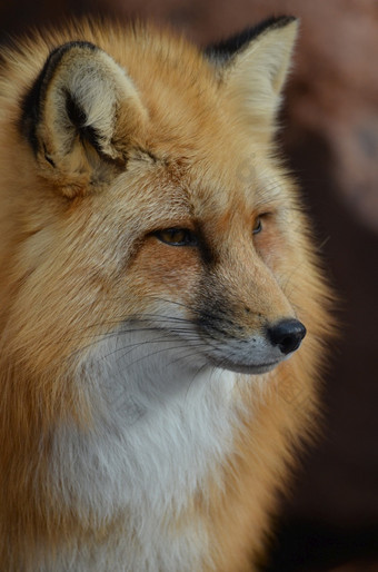令人惊异的脸野生红色的狐狸