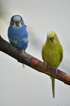 一对常见的长尾小鹦鹉一个蓝色的和一个黄色的分支