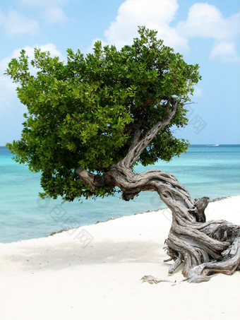 司司树与波研磨的白色沙子海滩阿鲁巴岛