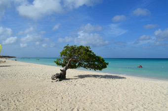 美丽的海景与扭曲的司司树的海滩