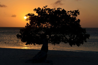 阿鲁巴岛rsquo司司树的轮廓日落鹰海滩