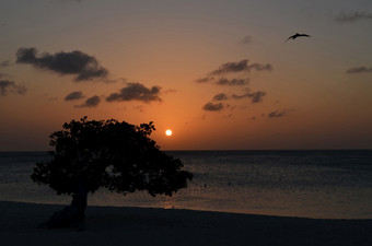太阳设置鹰海滩与的轮廓司司树