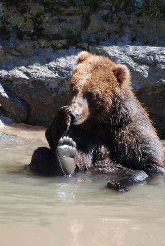 灰熊熊坐着泥泞的河舔他的爪子