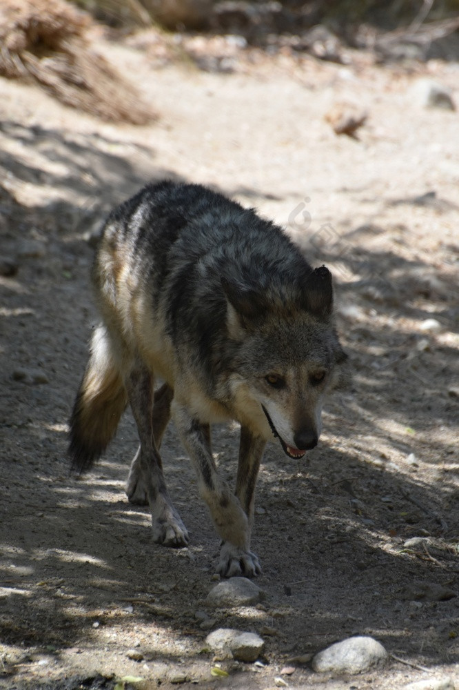 林地与跟踪灰色的狼的野生