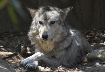 令人惊异的看成的脸放松墨西哥狼