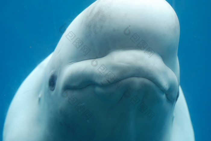 微笑白鲸鱼游泳沿着水下