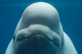 微笑快乐脸白鲸鱼下的水rsquo表面
