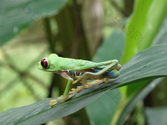 红色的眼树<strong>青蛙</strong>的热带雨林科斯塔黎加