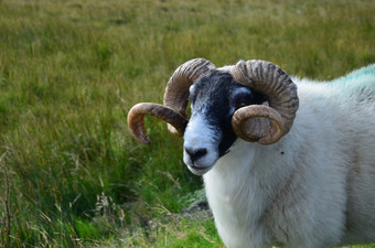 可爱的白色羊与大棕色（的）角苏格兰