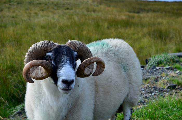 羊与大角岛斯凯岛