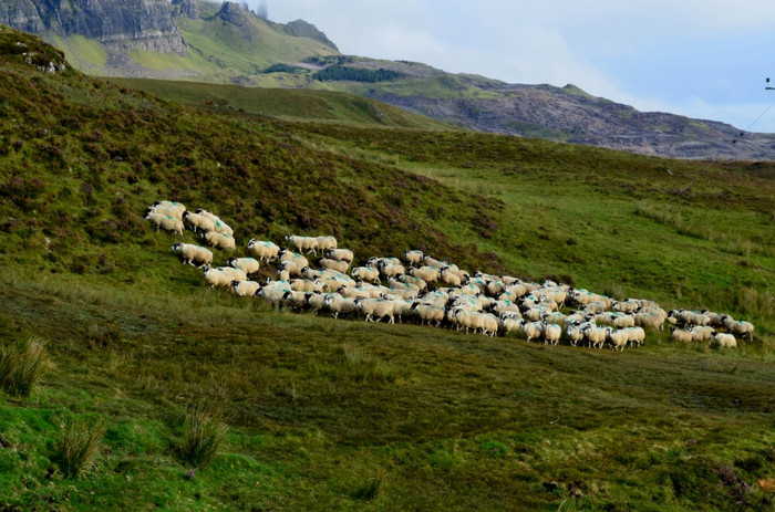 大群白色羊走的高地斯凯岛