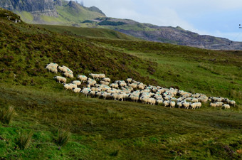大群白色羊走的高地斯凯岛