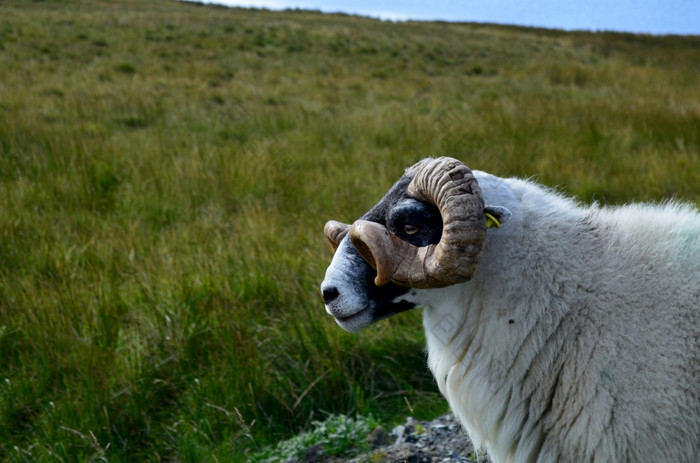 大角羊场苏格兰