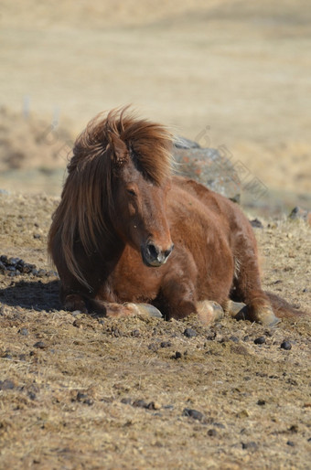 惊人的野生棕色（的）<strong>冰岛</strong>马休息