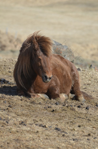 棕色（的）<strong>冰岛</strong>马休息的地面