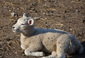 可爱的婴儿羊肉休息的阳光北约克郡英格兰