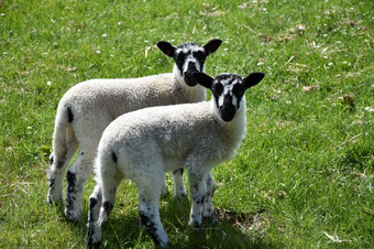 双胞胎斑点脸羊羔草场北约克郡