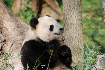 野生巨大<strong>的</strong>熊猫熊与拍摄竹子