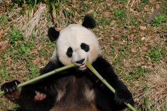 可爱的巨大的熊猫吃竹子芽从的中心