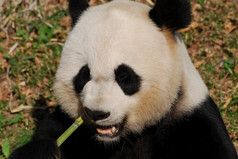 真的可爱的巨大的熊猫熊吃绿色竹子拍摄