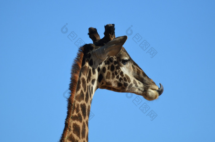 长颈鹿伸展运动他的舌头舔的提示他的鼻子
