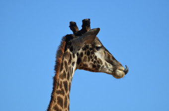 长颈鹿伸展运动他的舌头舔的提示他的鼻子