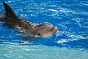 可爱的宽吻海豚海豚咧着嘴笑为的相机