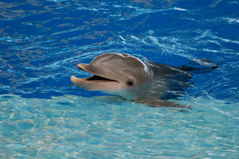 可爱的海豚与大露齿而笑他的脸