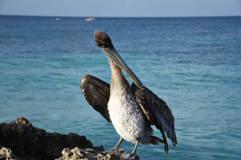 梳理羽毛棕色（的）鹈鹕的海岸阿鲁巴岛