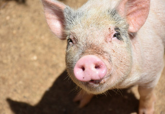 猪与粉红色的鼻子和非常富有表现力的脸