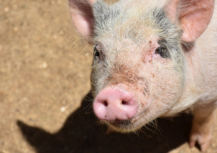 猪与湿左右摇摆的粉红色的鼻子农场