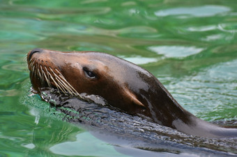 美丽的海狮子冷却从的水
