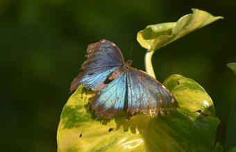 蓝色的翅膀蓝色的Morpho<strong>蝴蝶花</strong>园