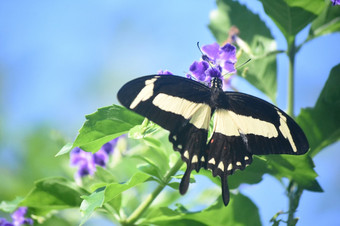 翅膀宽开放大黄色的和黑色的燕尾服蝴蝶
