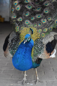 可爱的蓝色的身体孔雀与膨化羽毛