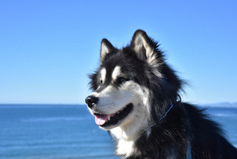 美丽的黑色的和白色沙哑的狗的海洋