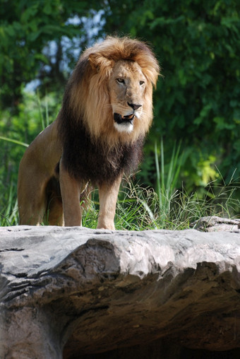 华丽的<strong>狮子</strong>摆姿势岩石看就像的王的丛林
