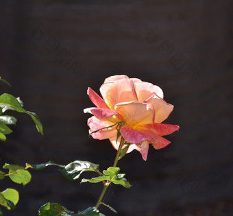 华丽的粉红色的<strong>玫瑰</strong>开花花园