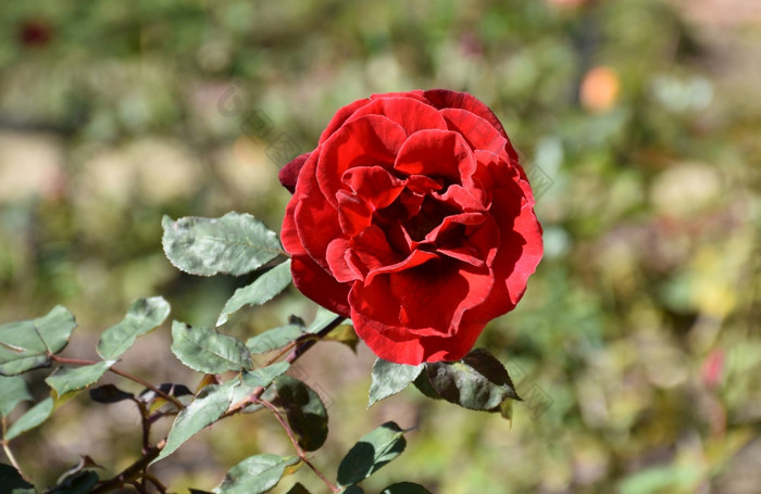 花园与惊人的红色的玫瑰开花盛开的
