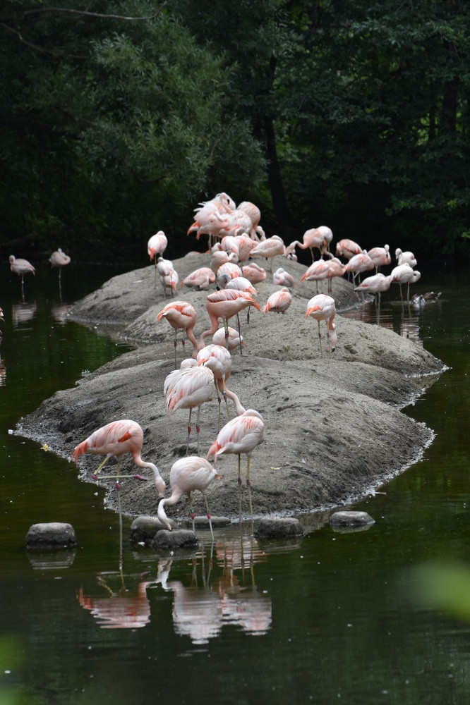 美妙的粉红色的智利火烈鸟池塘