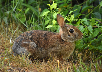 可爱的野生兔子看甜蜜的自然