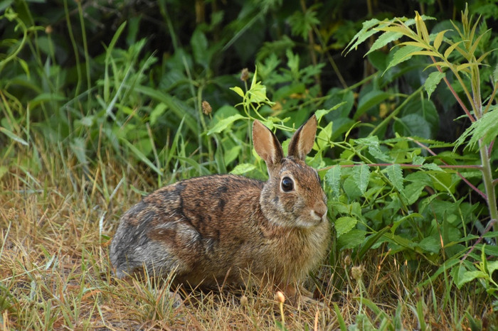 可爱的野生兔子坐着格罗夫的夏天