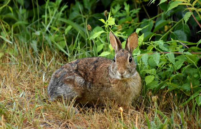 非常可爱的好奇的野生兔子兔子自然格罗夫