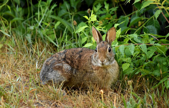 非常可爱的好奇的野生兔子兔子自然格罗夫