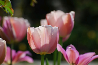 苍白的粉红色的郁金香与的太阳闪亮的通过的花花瓣